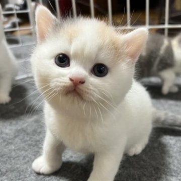 ブリティッシュショートヘア【群馬県・女の子・2023年4月9日・キャリコ バン】の写真「可愛いブリディッシュのキャリコちゃん、」