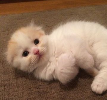 スコティッシュフォールド【群馬県・男の子・2016年8月14日・クリーム&ホワイト】の写真「ぬいぐるみのようにふわふわ君」