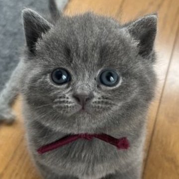 スコティッシュフォールド(立ち耳)【群馬県・男の子・2023年4月14日・ブルー】の写真「ブリスコくんです。」