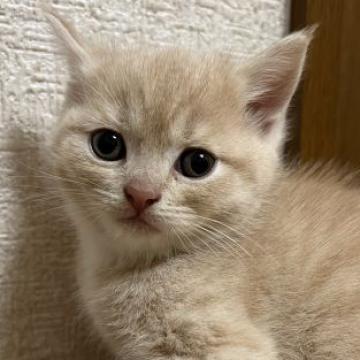 スコティッシュフォールド(立ち耳)【群馬県・女の子・2022年8月15日・クリーム&ホワイト】の写真「お顔の整った美猫　ブリスコです。」