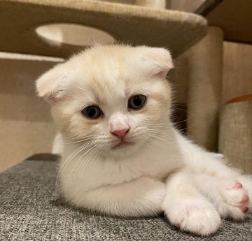 スコティッシュフォールド(折れ耳)【群馬県・男の子・2021年5月6日・クリーム&ホワイト】の写真「人気のブリスコくんです。ブログ動画毎日更新中！」