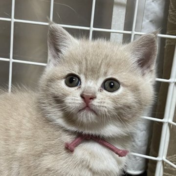 スコティッシュフォールド(立ち耳)【群馬県・女の子・2023年2月8日・クリーム&ホワイト】の写真「可愛い三つ子ちゃんC
ブログあります。」