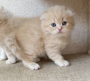 スコティッシュフォールド(折れ耳)【群馬県・男の子・2020年10月8日・クリーム&ホワイト】の写真「まん丸な　可愛い男の子」