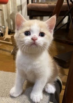 ブリティッシュショートヘア【群馬県・男の子・2021年7月12日・クリーム&ホワイト】の写真「毎日ブログ動画更新中！100点満点！美猫くんです。」