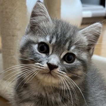 スコティッシュフォールド(立ち耳)【群馬県・男の子・2023年8月9日・ブルータビー】の写真「ほぼブリディッシュくん💕」