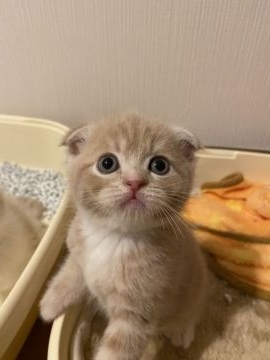 スコティッシュフォールド(折れ耳)【群馬県・男の子・2021年5月26日・クリームタビー】の写真「毎日ブログ動画更新中！！人気のブリスコちゃんです。」