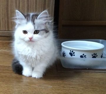 スコティッシュフォールド【群馬県・男の子・2014年12月8日・ブルー&ホワイト バン】の写真「愛嬌たっぷりの可愛い男の子」