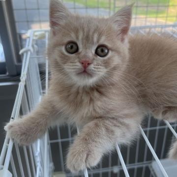 スコティッシュフォールド(立ち耳)【群馬県・男の子・2022年4月23日・クリーム】の写真「大人気のブリスコちゃんベビー」