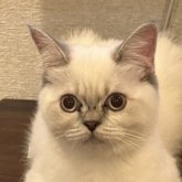 スコティッシュストレート