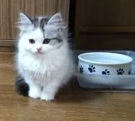 スコティッシュフォールド【群馬県・男の子・2014年12月8日・ブルー&ホワイト バン】の写真1「おすまし顔」