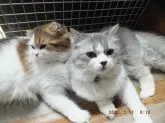 スコティッシュフォールド【群馬県・男の子・2014年7月25日・ブルー&ホワイト】の写真2「仲良しあさりﾏﾏとしじみﾊﾟﾊﾟ」