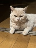 ブリティッシュショートヘア【・男の子・2020年9月24日・クリーム】