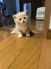 スコティッシュフォールド(立ち耳)【群馬県・男の子・2020年6月18日・クリームタビー&ホワイト】の写真2