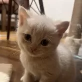 スコティッシュフォールド(立ち耳)【群馬県・男の子・2024年4月1日・クリームタビー】の写真3