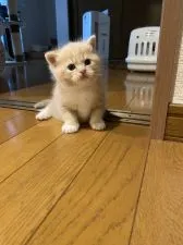 スコティッシュフォールド(立ち耳)【群馬県・男の子・2020年6月18日・クリームタビー&ホワイト】の写真3