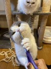 ブリティッシュショートヘア【・男の子・2016年9月13日・ブルー&ホワイト】「くんくん　くんくん　何にでも興味深々」