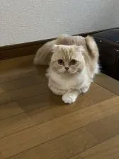 スコティッシュフォールド(立ち耳)【群馬県・男の子・2020年6月18日・クリームタビー&ホワイト】の写真5「ママ猫　ヴィヴィです」