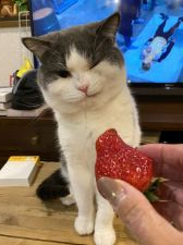 ブリティッシュショートヘア【・男の子・2016年9月13日・ブルー&ホワイト】「たまにはこんなお顔も・・・」