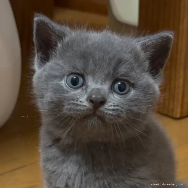 ID：2506-03135の子猫