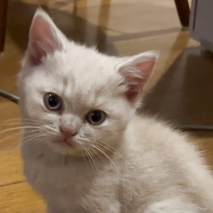 ID：2506-03133の子猫