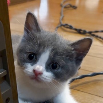 ブリティッシュショートヘア【群馬県・女の子・2025年5月19日・ブルー&ホワイト】の写真「ブログに動画あります❤️」