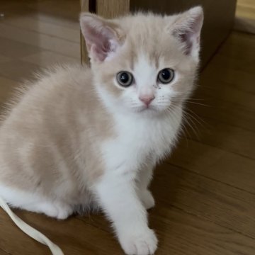 スコティッシュフォールド【群馬県・男の子・2025年9月1日・クリーム&ホワイト】の写真「ブリスコちゃんです。
可ブログあります。見てね🩷」