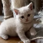 ブリティッシュショートヘア