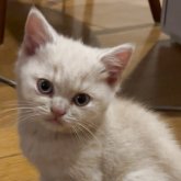 ブリティッシュショートヘア