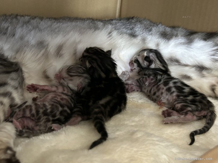 浦口由美ブリーダーのブログ：そらチビ3にゃん誕生🎉