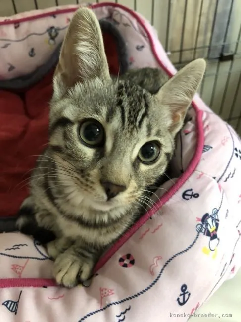 ID：2102-00720の子猫