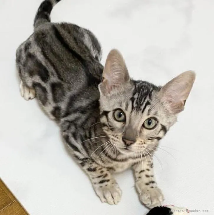 ID:2212-01048の子猫