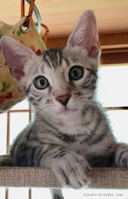 ID：1807-01102の子猫