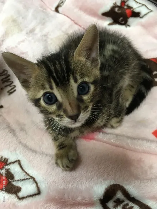 ID：2006-01919の子猫