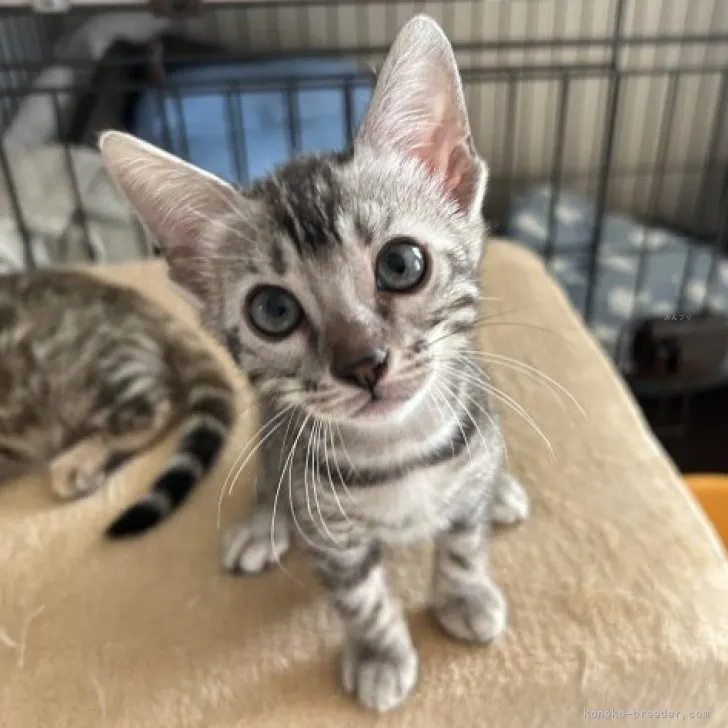 ID:2309-00028の子猫