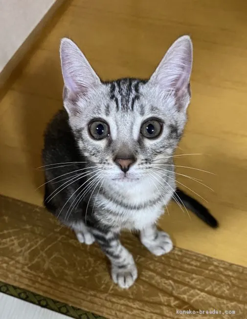 ID：2007-00583の子猫