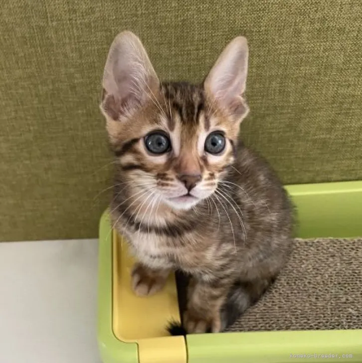 ID：2303-01906の子猫