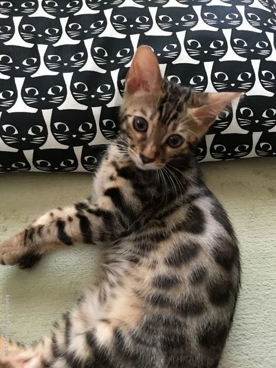 ID：2004-01569の子猫