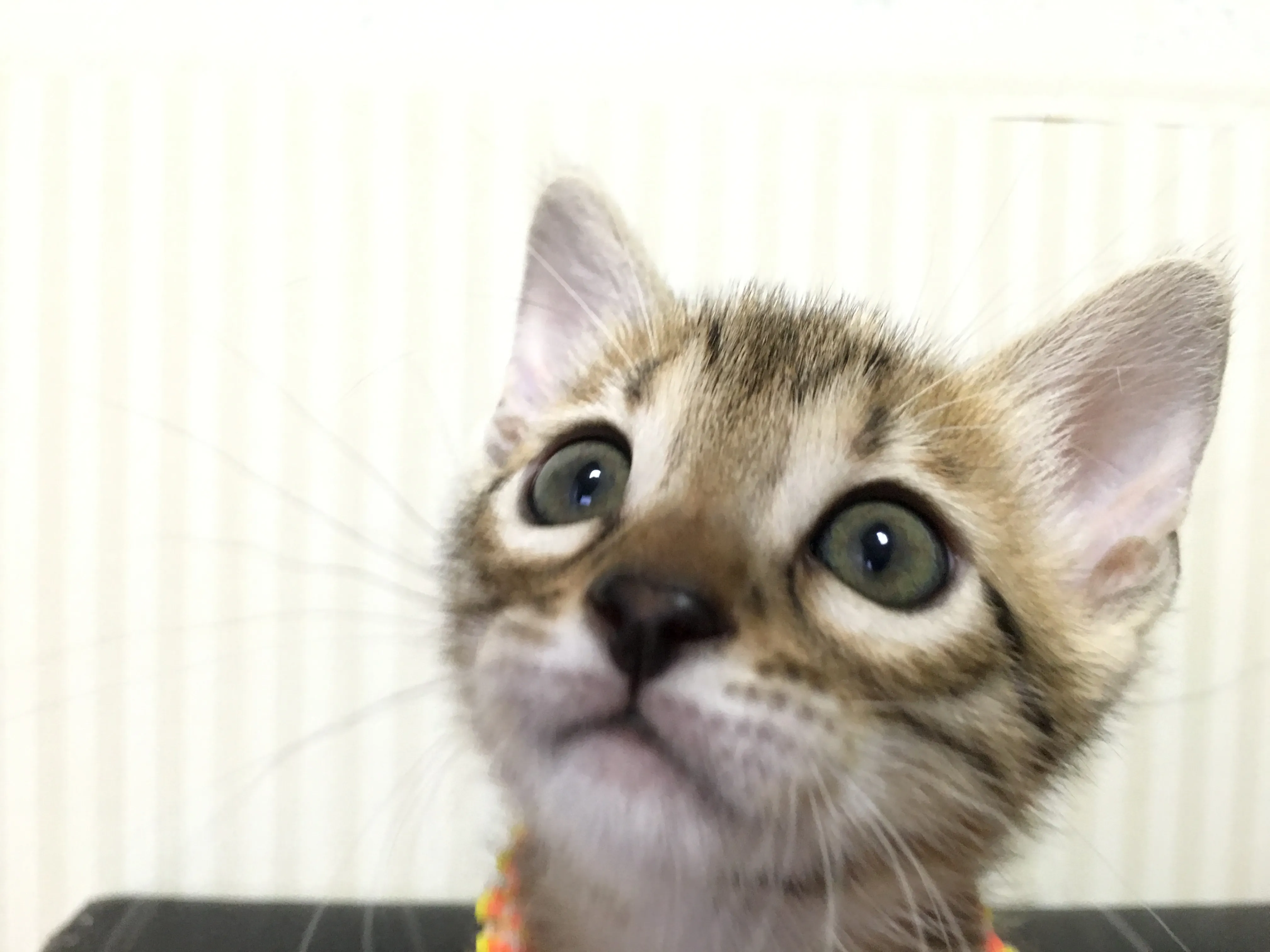 あんず 様のお迎えした子猫