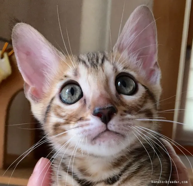ID：1606-00872の子猫