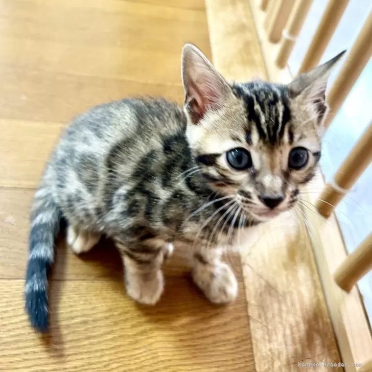 ID：2405-00198の子猫