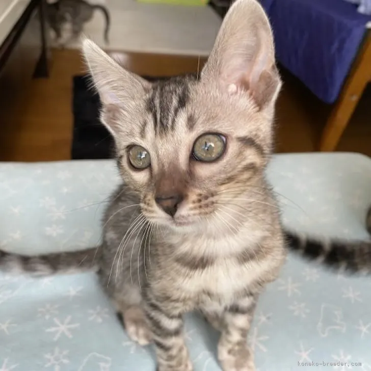 ID：2303-01938の子猫