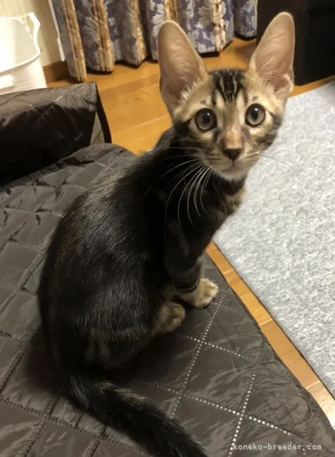 K.N 様のお迎えした子猫