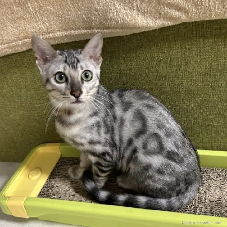 ID:2309-00030の子猫
