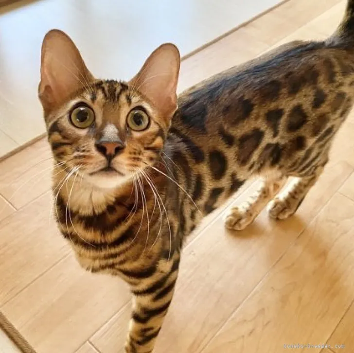 ID：2303-01907の子猫