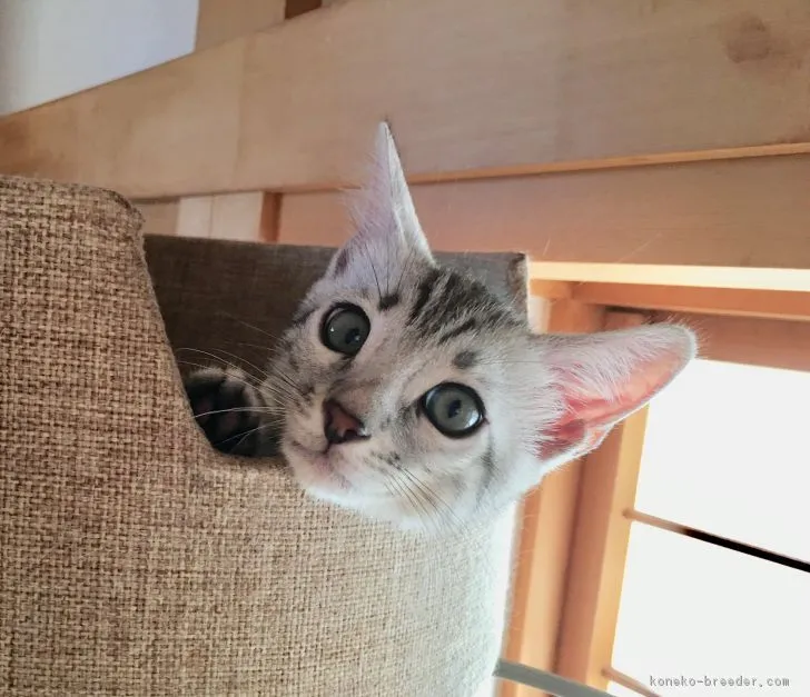 ID：1807-01104の子猫