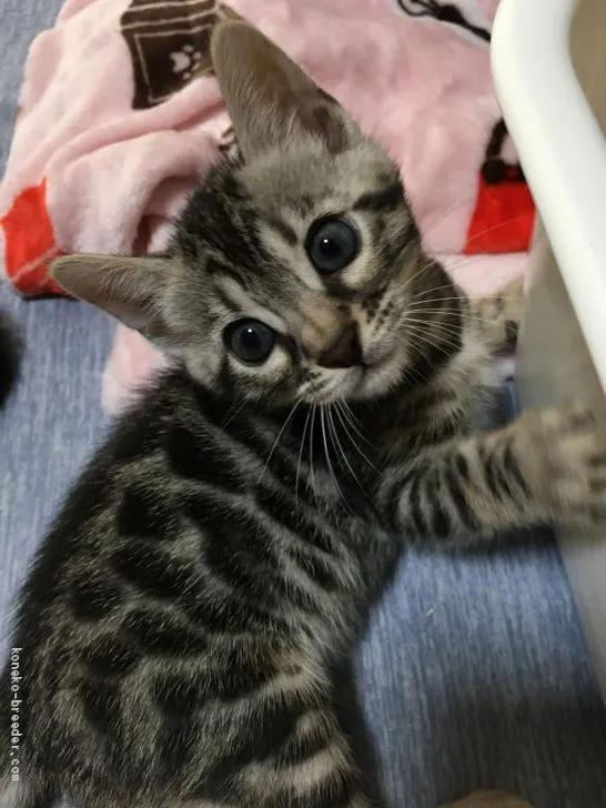 ID：2006-01031の子猫