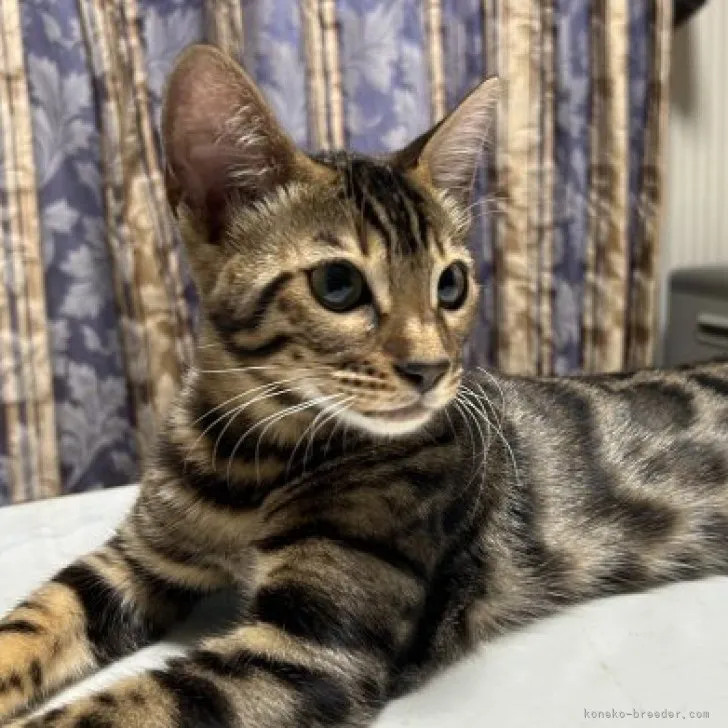 ID：2309-00025の子猫