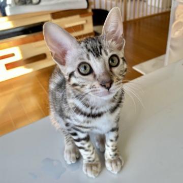 ベンガル【愛知県・女の子・2022年9月1日・ブラックシルバースポテッドタビー】の写真「懐っこい美人さん(ﾉ꒳​≦* お下げしました🎉」