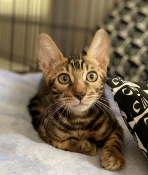 ベンガル【愛知県・男の子・2021年6月5日・ブラウンスポテッドタビー】の写真「お下げしました👍ワイルドで甘えん坊🥰」