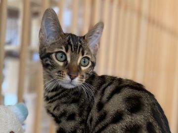 ベンガル【愛知県・女の子・2021年10月30日・ブラウンスポテッドタビー】の写真「2回目ワクチン終了🎉 全て込みの価格に致します。👍」